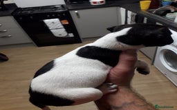 Jack Russell dogs for sale: Jack rusell - Image 4