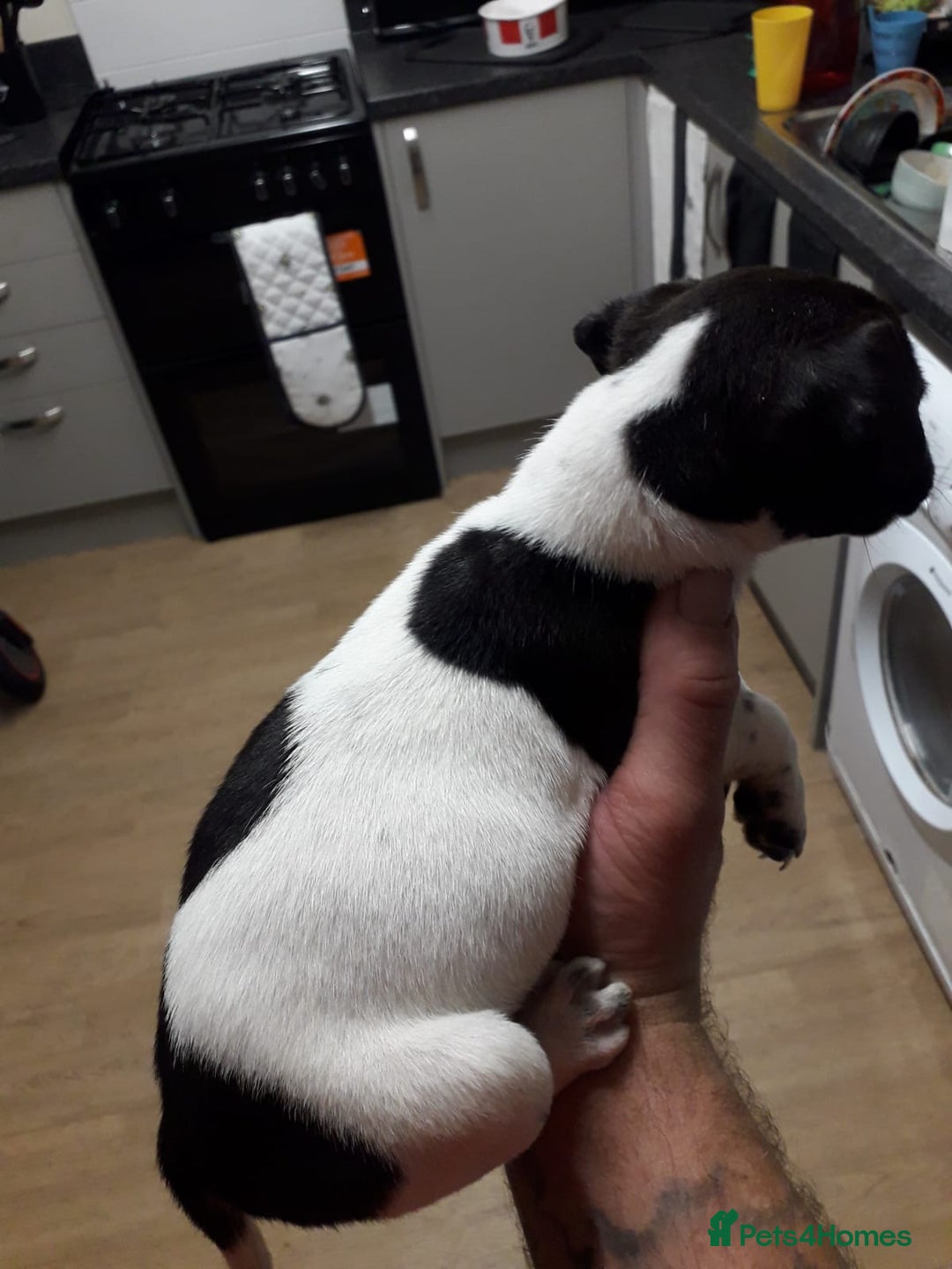 Jack Russell dogs for sale: Jack rusell - Image 4