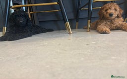 Labradoodle dogs for sale: Price reduced ready now Toy mini labradoodle f2bb  - Image 19