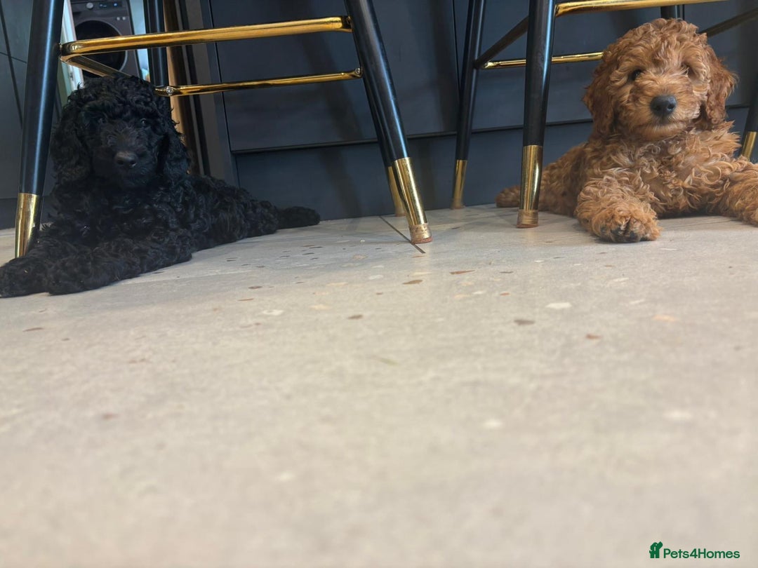 Labradoodle dogs for sale: Price reduced ready now Toy mini labradoodle f2bb  - Image 19