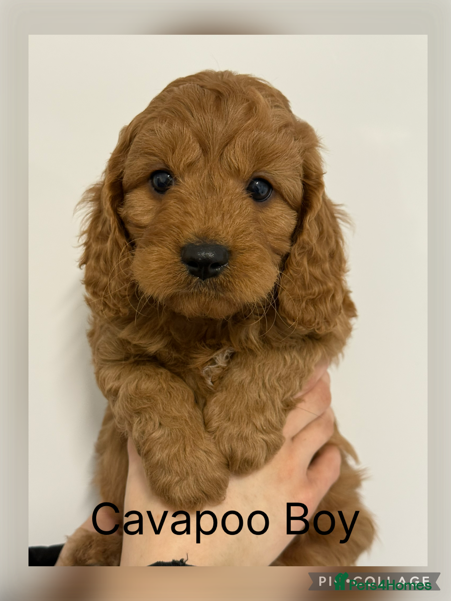 Cavapoo dogs Stunning F1 Cavapoo’s  - Advert 3