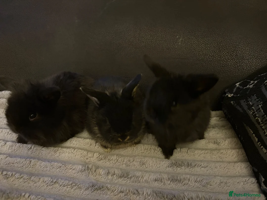 Mini Lion Lop rabbits for sale: 3x boy bunnies pure black  - Advert 13