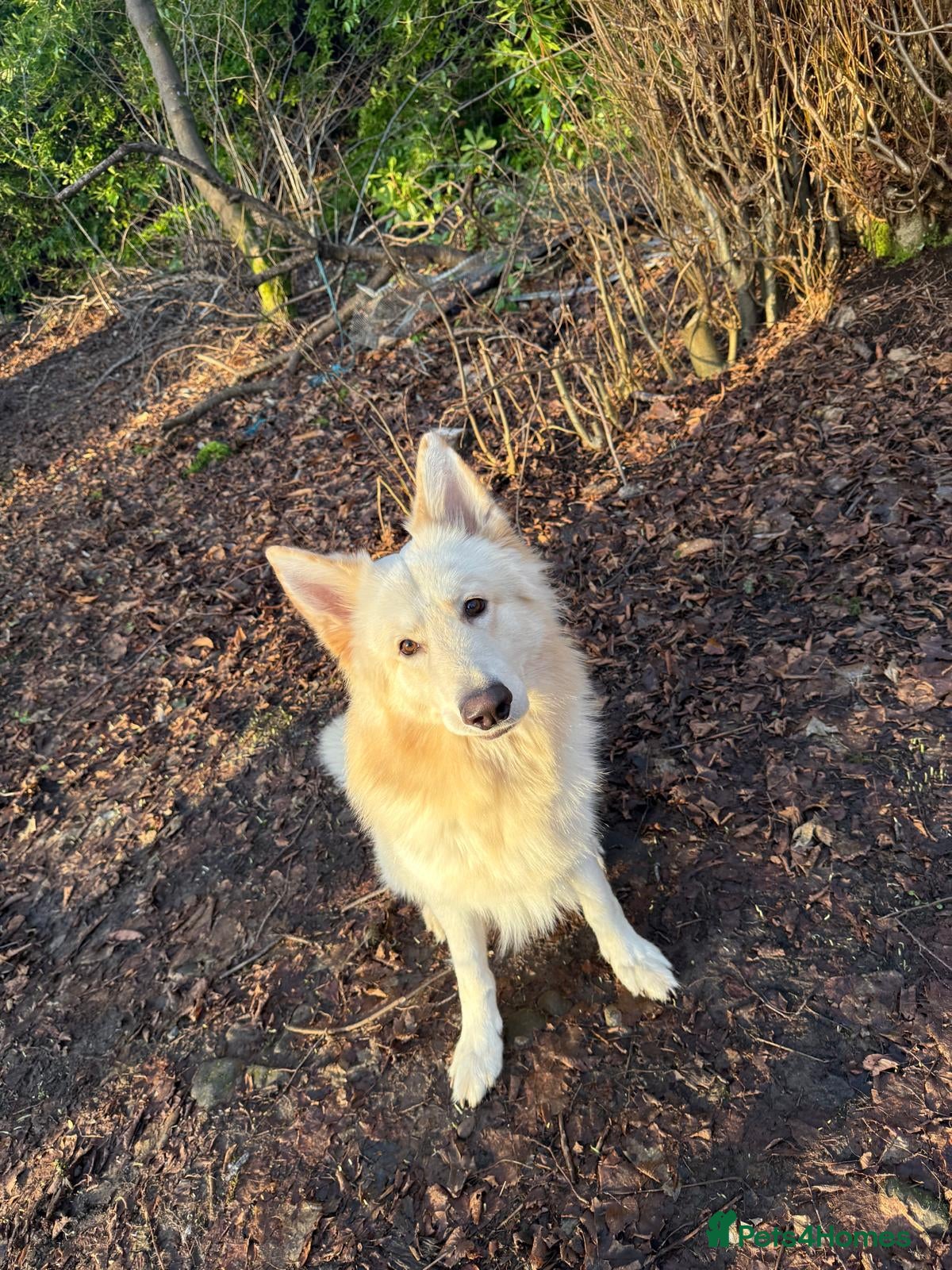 German Shepherd dogs German shepherd dog for stud. - Advert 1