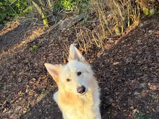 German Shepherd dogs German shepherd dog for stud. - Advert 1