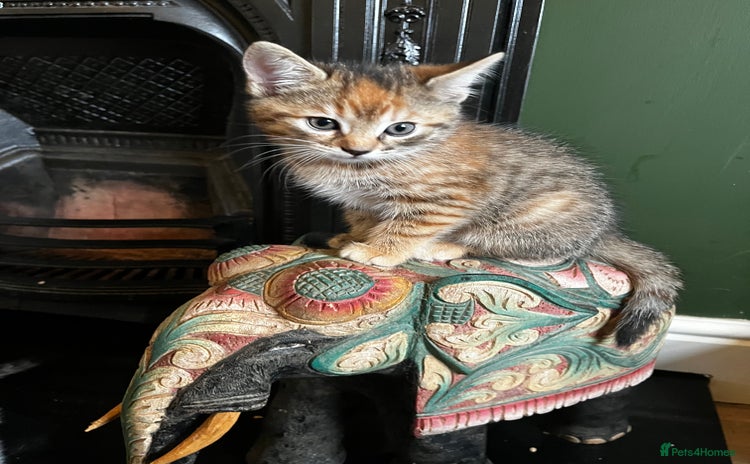 Domestic Shorthair cats - Advert 1