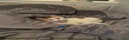 Mixed Breed cats for sale: Clem for sale - Advert 3