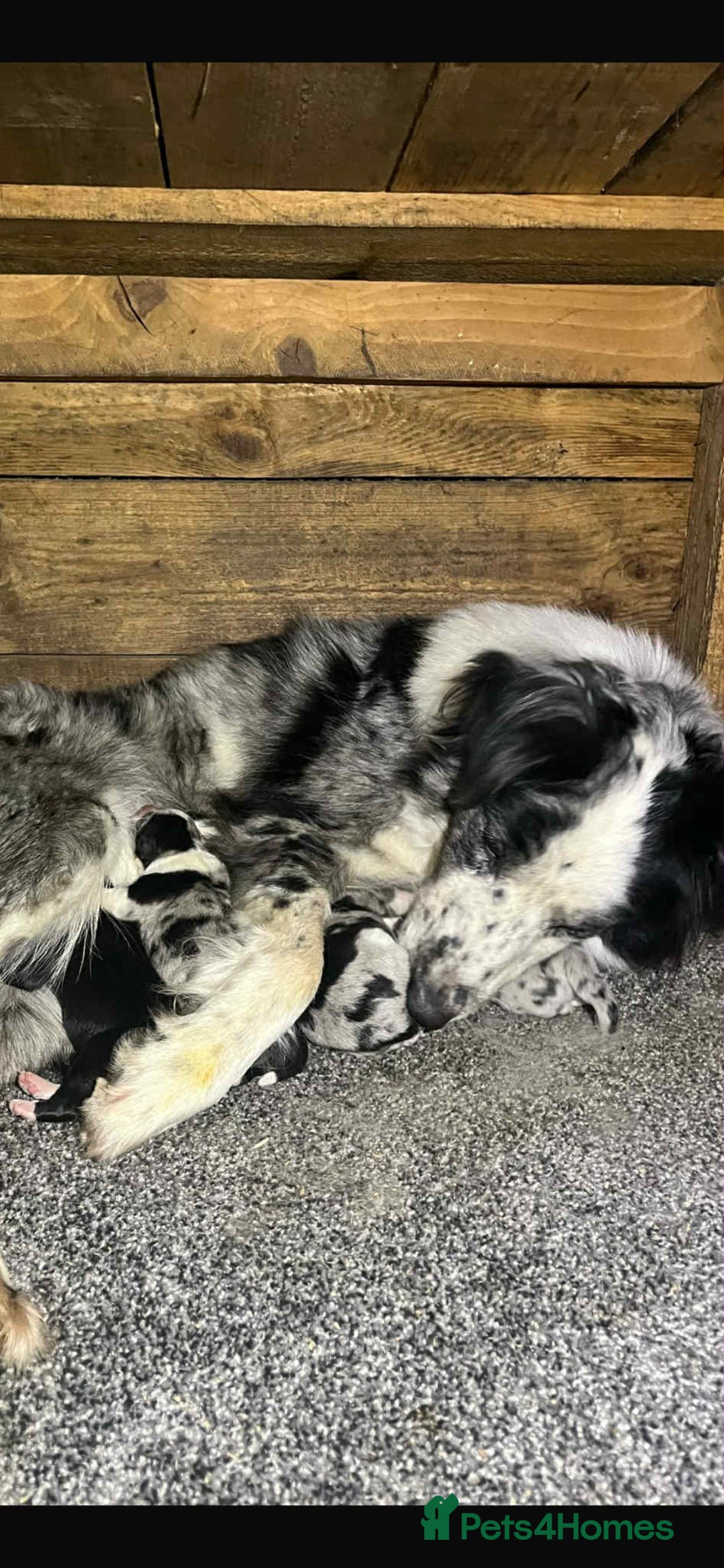 Border Collie dogs for sale: Border collie puppy’s blue merle - Advert 10