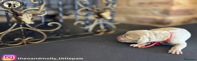 Weimaraner 4