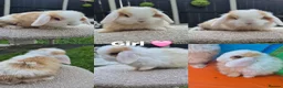 Mini Lop rabbits for sale: Mini lop Rabbit  - Advert 4