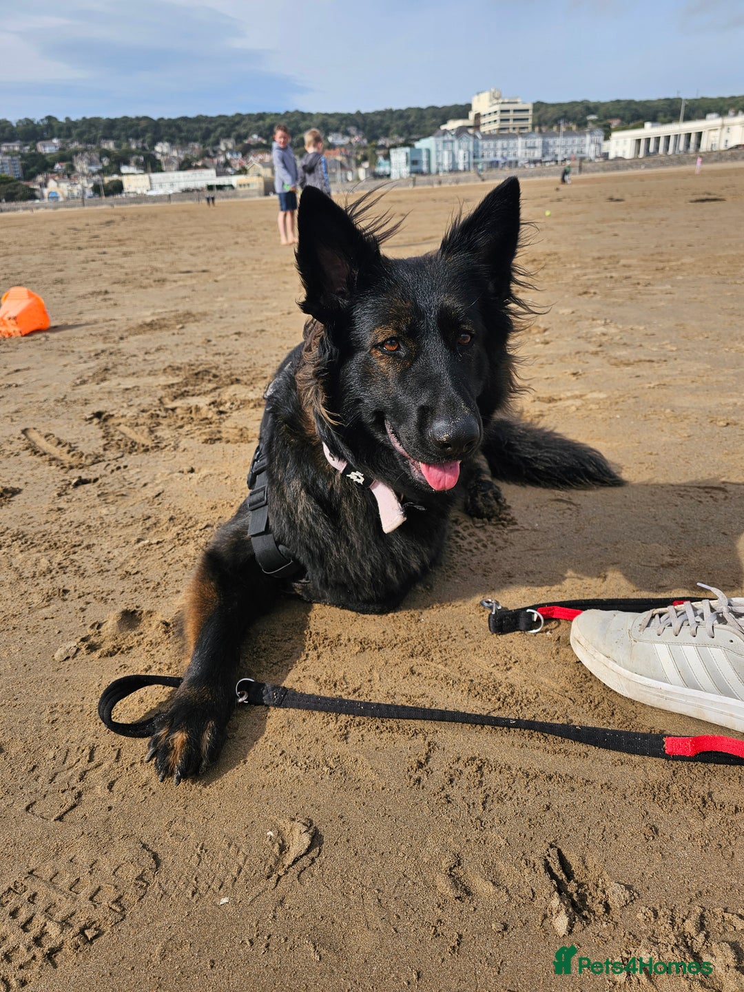German Shepherd dogs for sale: KC Czech GSD  - Image 12