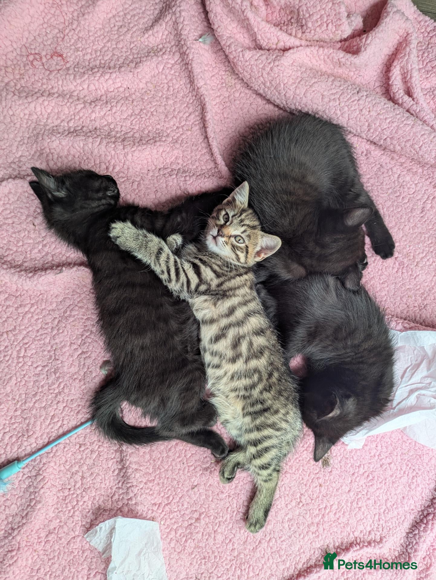 Bengal cats Bengal x American Mainecoon Kittens - READY TO GO - Advert 1