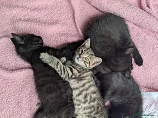 Bengal cats Bengal x American Mainecoon Kittens - READY TO GO - Advert 1
