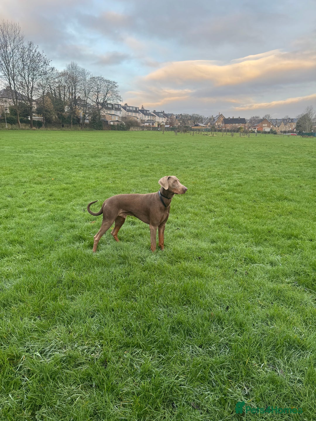 Dobermann dogs for stud: Charming Isabella Dobermann Pincher for Stud - Advert 3