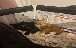 Mixed Breed cats for sale: Cross between main coon and Russian blue  - Image 2