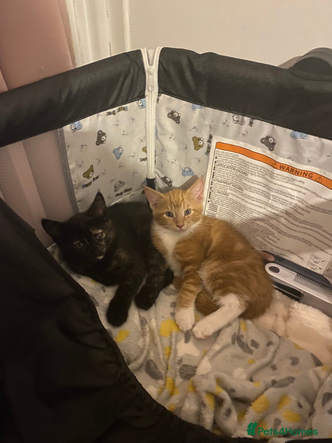 Mixed Breed cats for sale: Cross between main coon and Russian blue  - Image 2