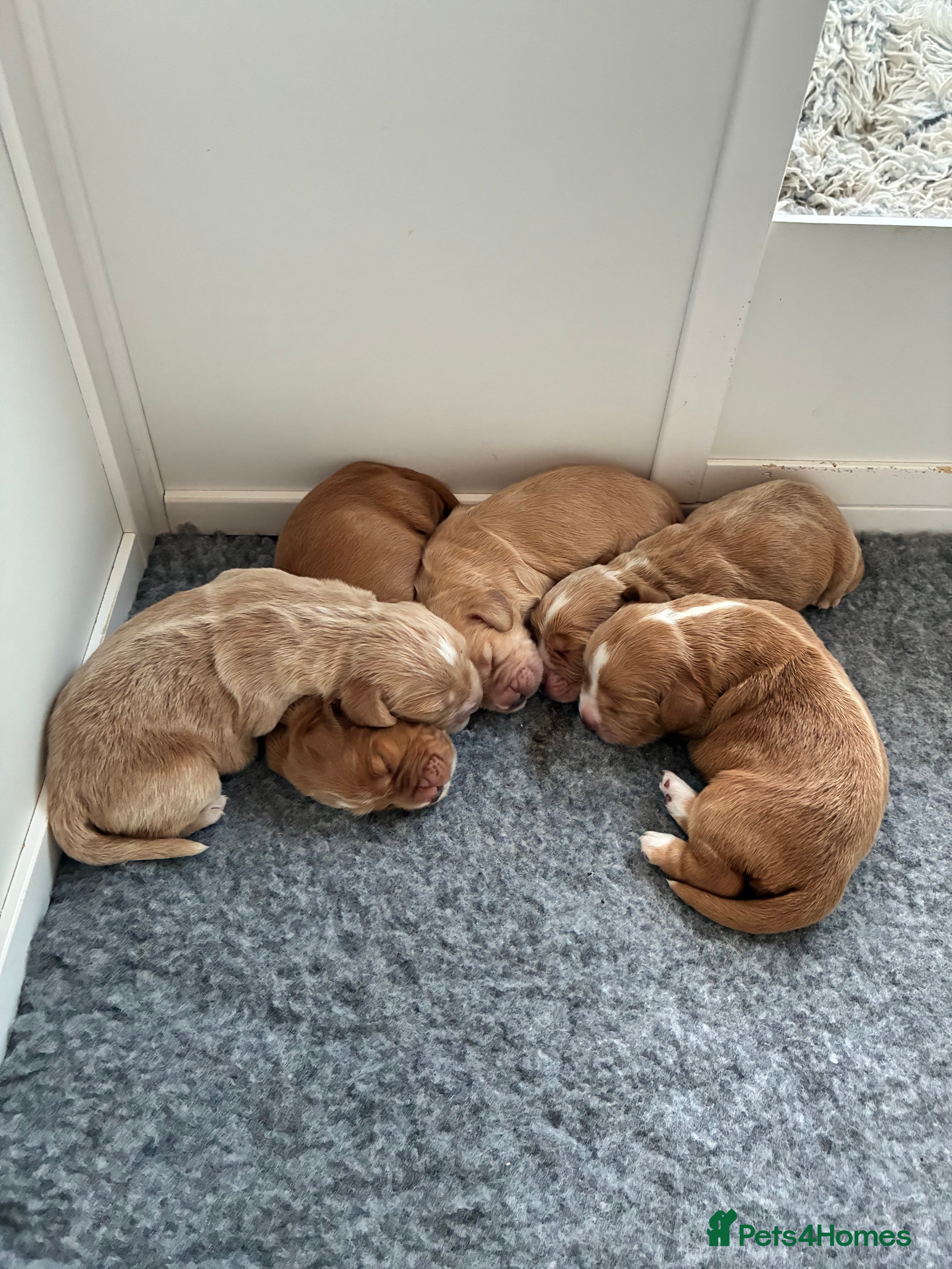 Cocker Spaniel dogs KC Registered and Vet checked Pups - Advert 3