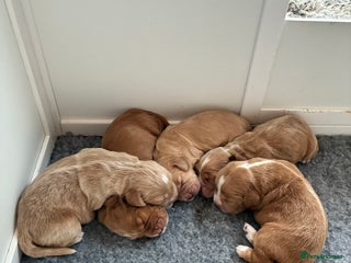 Cocker Spaniel dogs KC Registered and Vet checked Pups - Advert 3