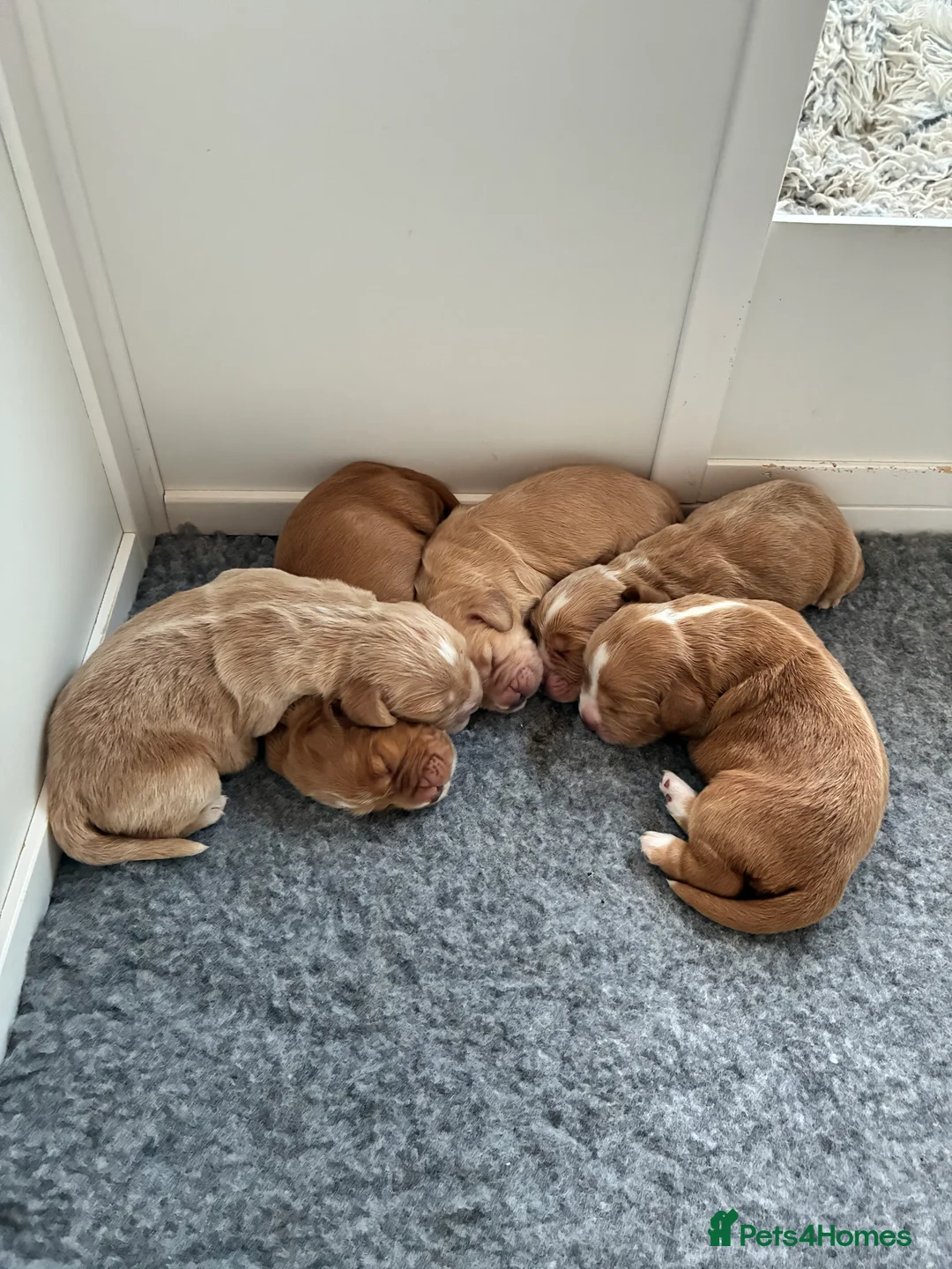 Cocker Spaniel dogs for sale: KC Registered and Vet checked Pups - Advert 14
