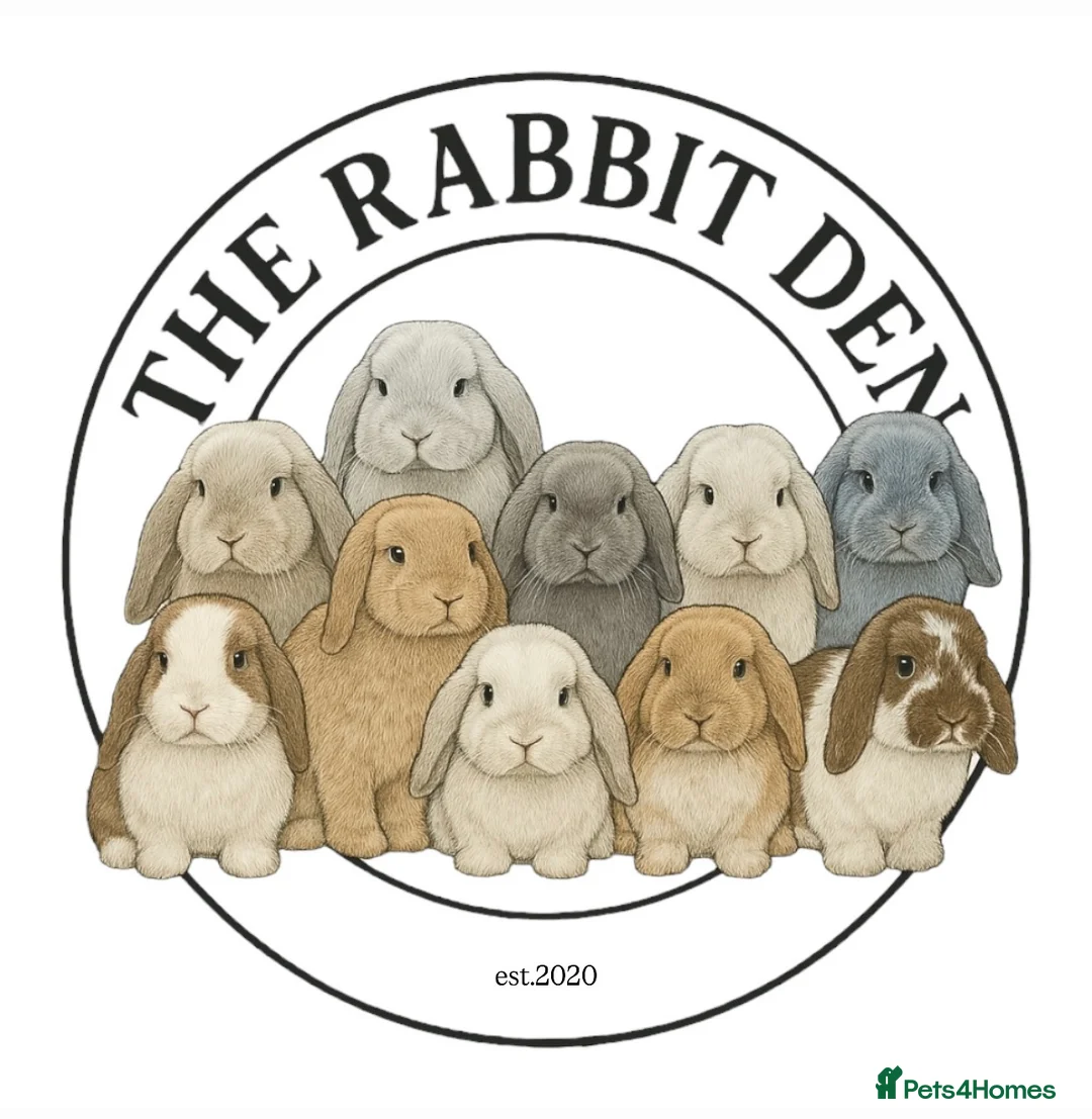 Mini Lop rabbits for sale: Mini Lops Available to reserve 🐰 - Advert 1