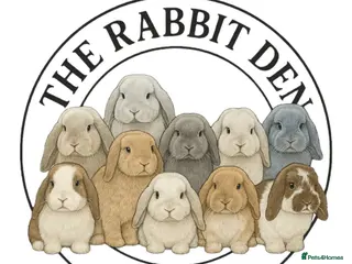 Mini Lop rabbits Mini Lops Available to reserve 🐰 - Advert 9