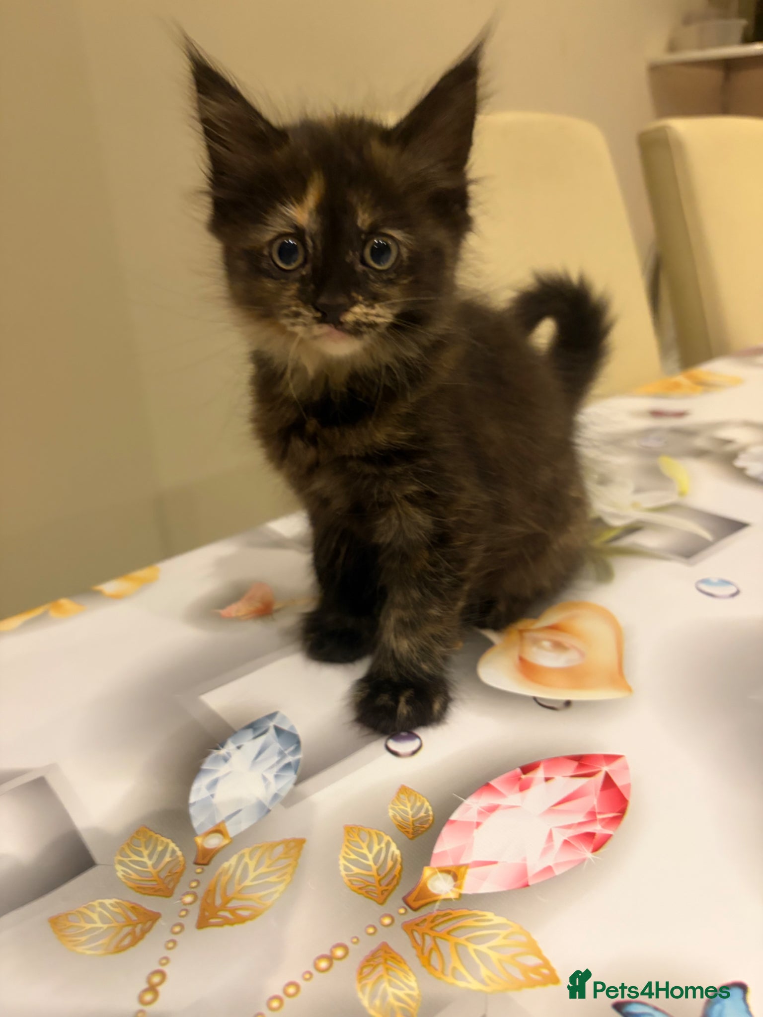 Mixed Breed cats 3 kitten rehoming - Advert 10