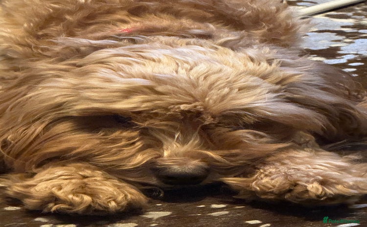 Cockapoo dogs - Advert 1