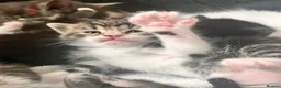 Mixed Breed cats for sale: Ragdoll x Maine Coon  - Advert 10