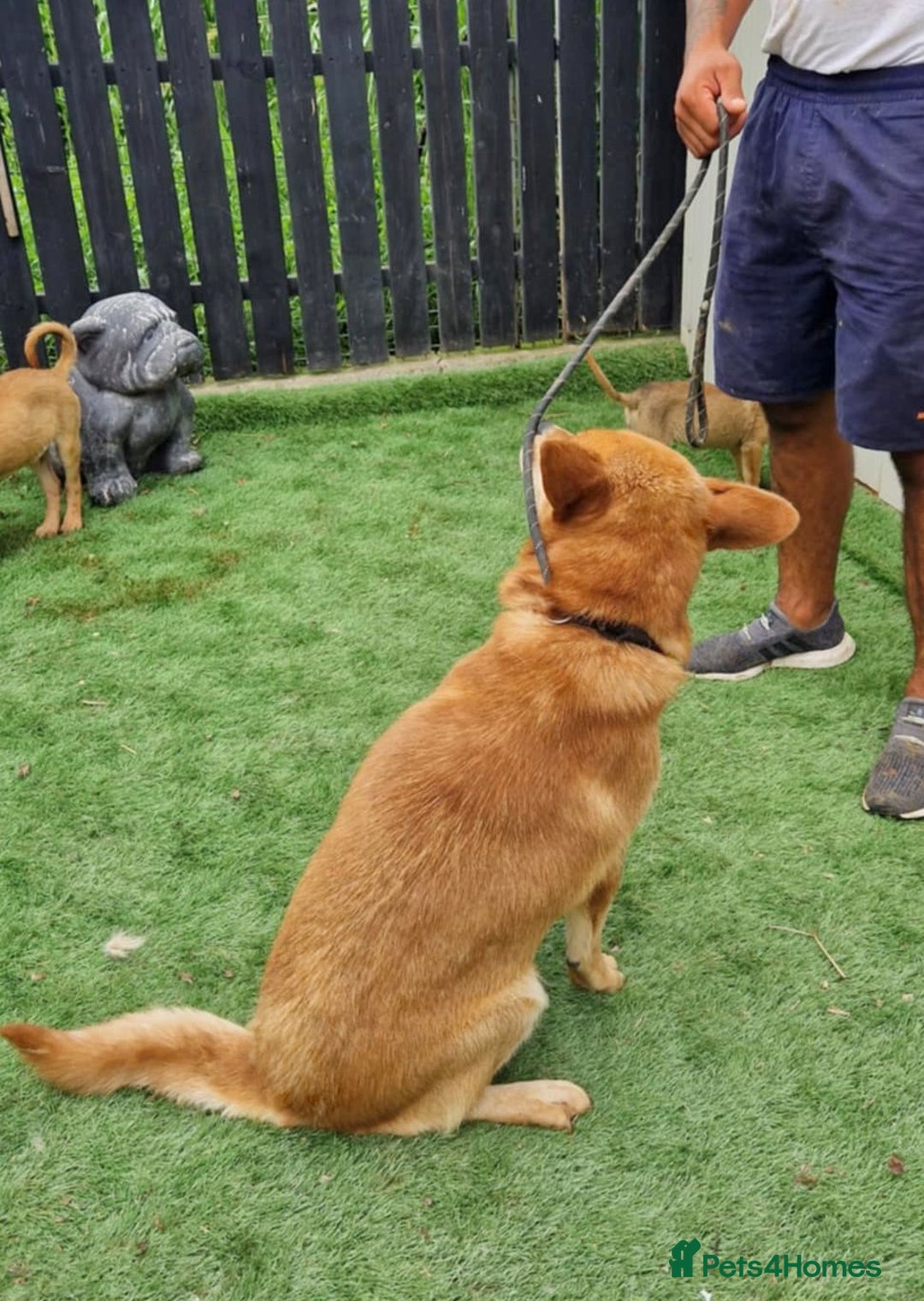 Mixed Breed dogs for adoption: Kenji 🐾❤️ He Loved First — Now It’s His Turn - Advert 5