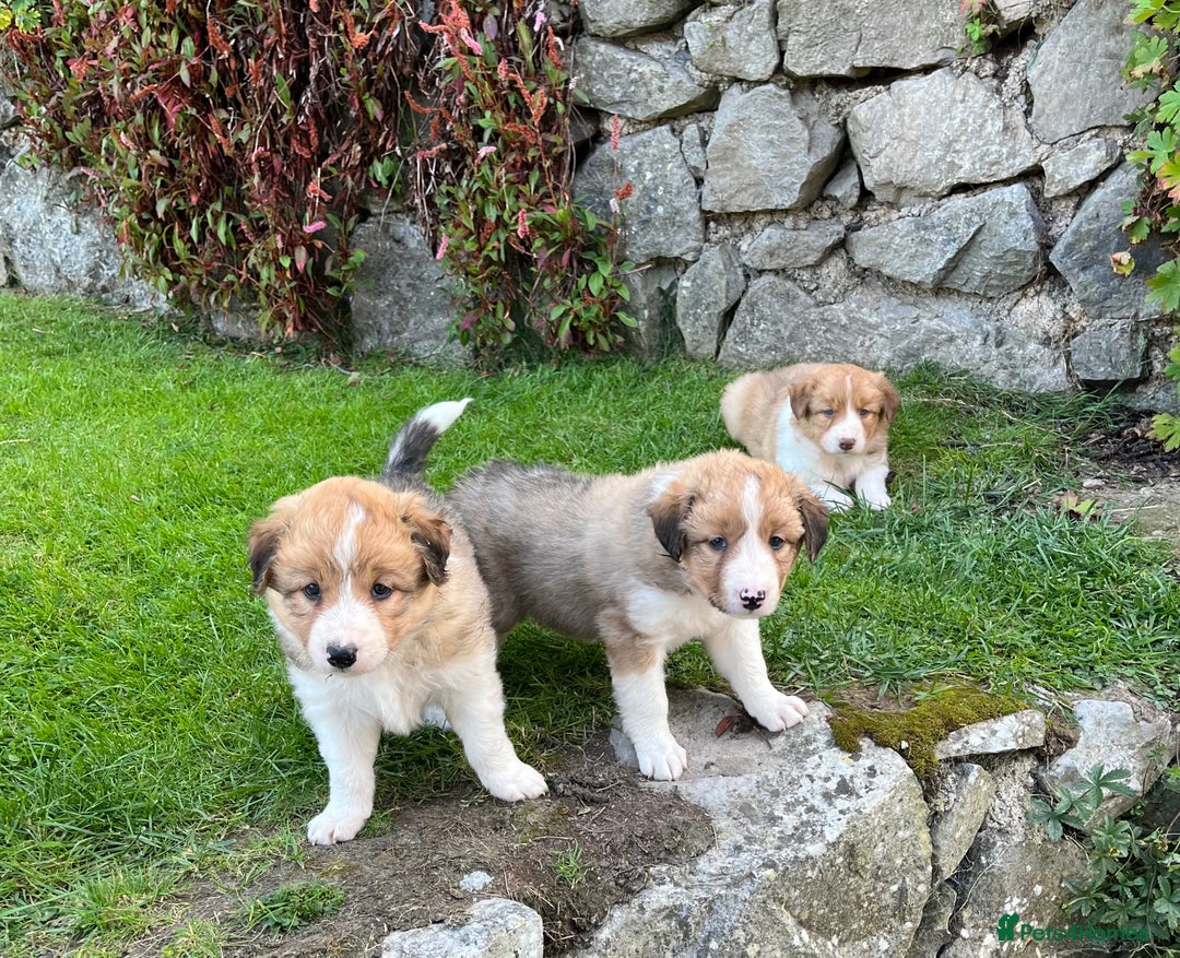 Border Collie dogs for sale: Beautiful border collie puppies for sale  - Image 8