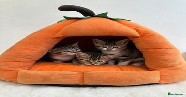 Mixed Breed cats - Advert 8