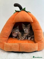 Mixed Breed cats - Advert 2