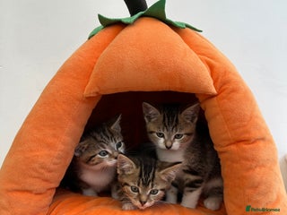 Mixed Breed cats - Advert 27