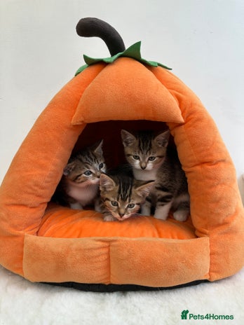 Mixed Breed cats - Advert 10