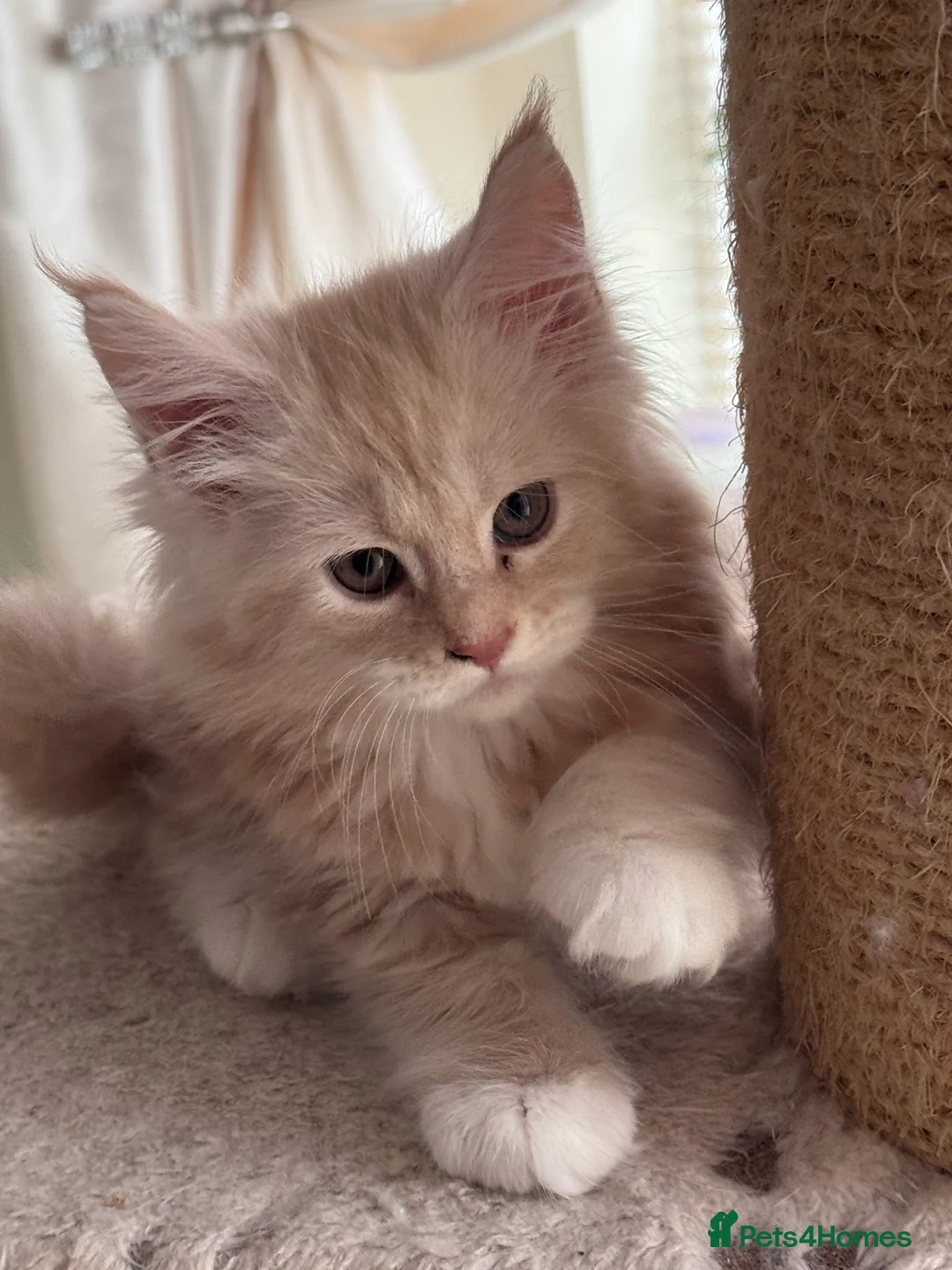 Maine Coon cats for sale: Maine Coon Kittens From the Grand Champion Line - Advert 9