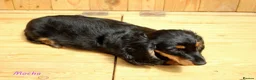 Miniature Dachshund dogs for sale: 🌟Dapple & Black Tan PRA Clear KC reg – June 26🌟 - Advert 9