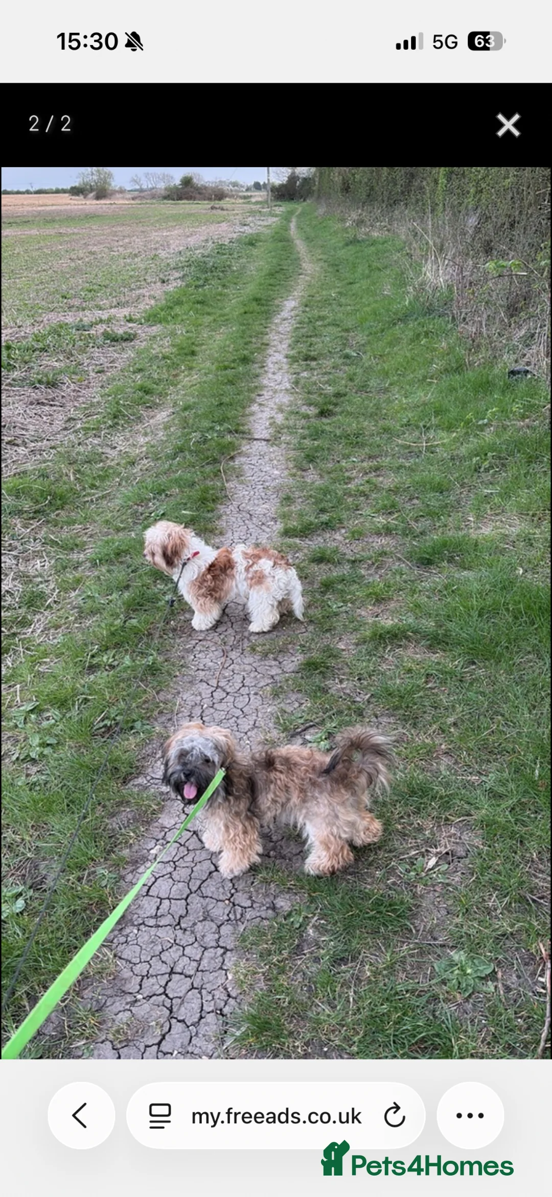 Yorkiepoo dogs for sale: Peaches and teddy  - Advert 1