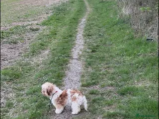 Yorkiepoo dogs Peaches and teddy - Advert 6