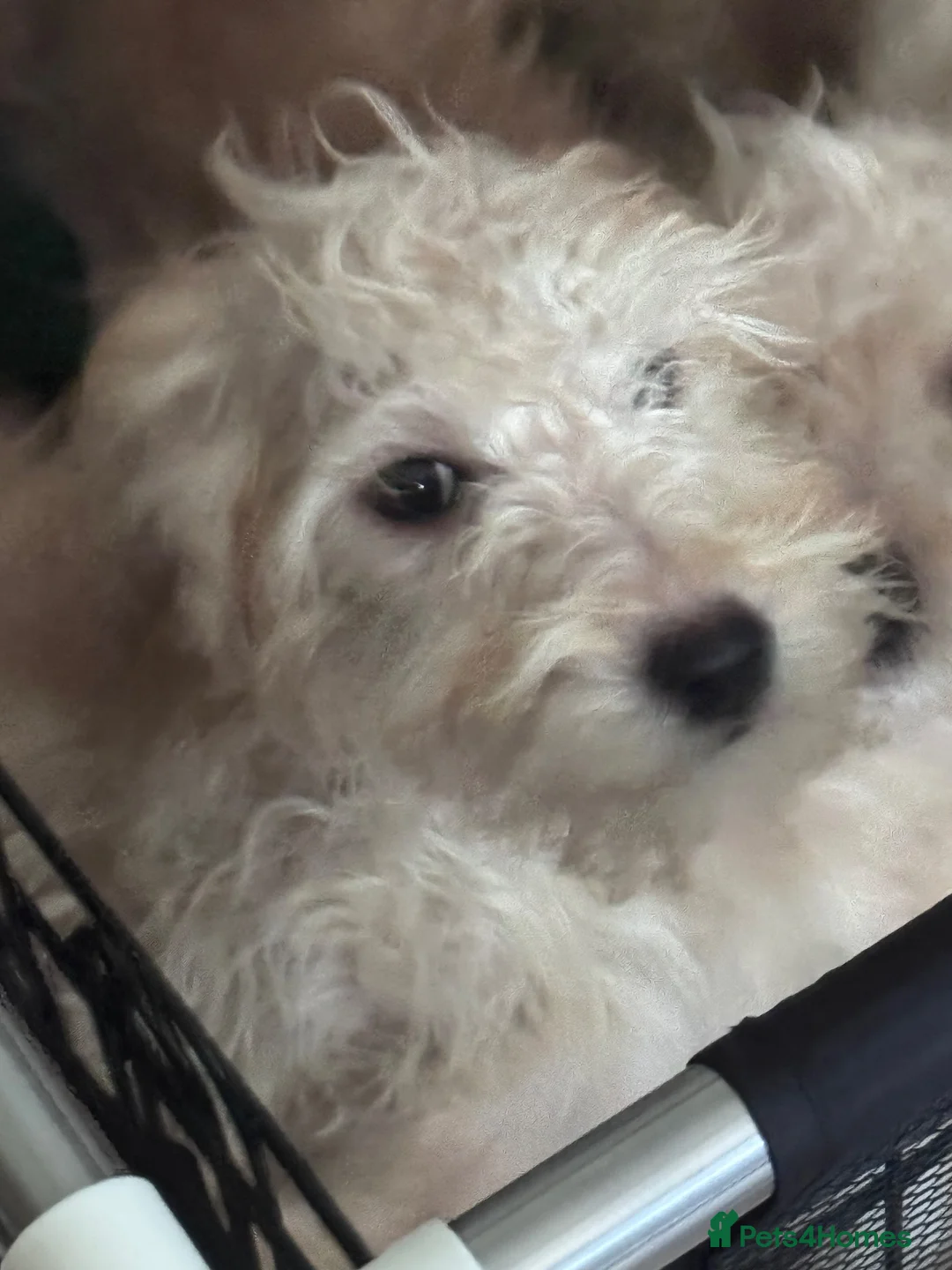 Cockapoo dogs for sale: F1bb cockapoo puppies  in Castle Douglas - Advert 2