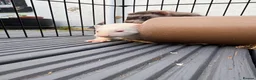 Ferret rodents for sale: Ferret kits for sale - Advert 5