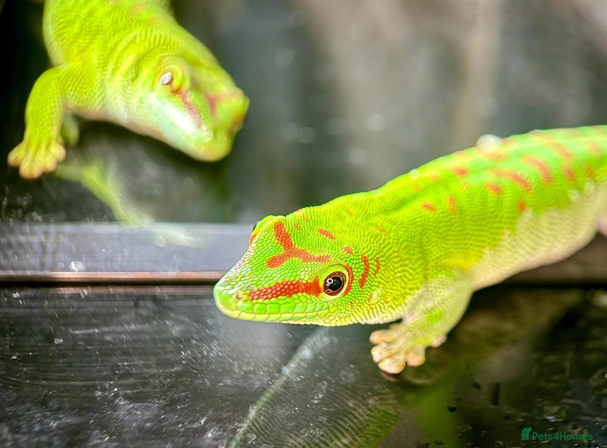 Gecko reptiles Madagascan Giant Day Gecko Female Trio - Advert 3