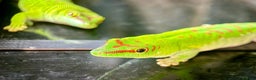 Gecko reptiles for sale: Madagascan Giant Day Gecko Female Trio - Advert 1