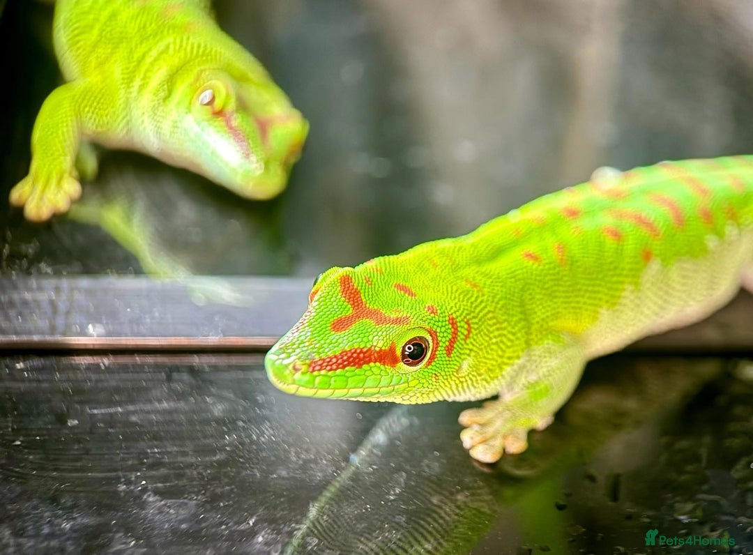 Gecko reptiles for sale: Madagascan Giant Day Gecko Female Trio - Advert 1