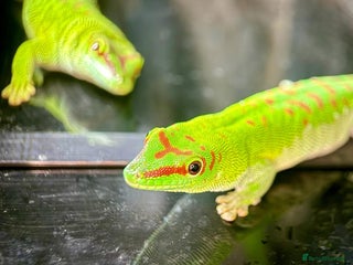 Gecko reptiles Madagascan Giant Day Gecko Female Trio - Advert 1