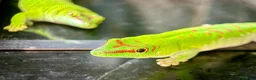 Gecko reptiles for sale: Madagascan Giant Day Gecko Female Trio - Advert 2