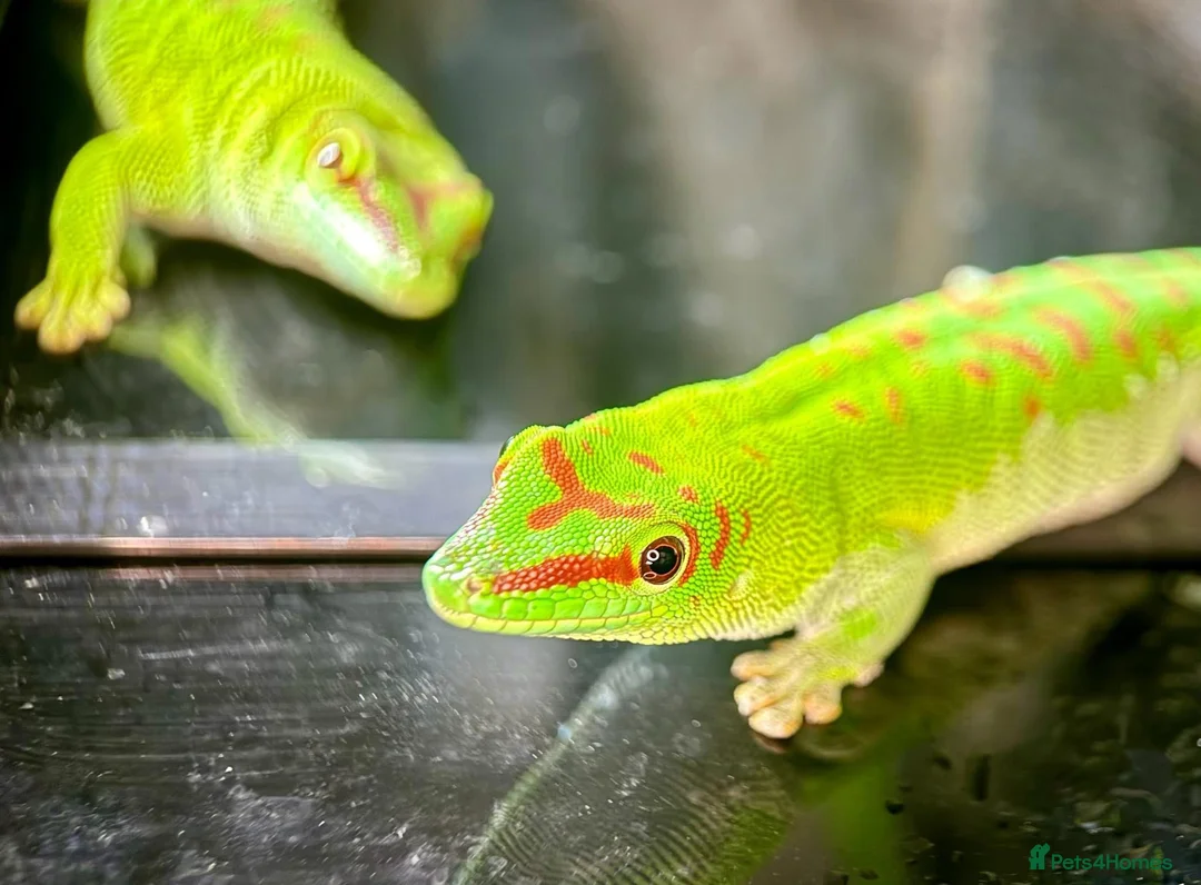 Gecko reptiles for sale: Madagascan Giant Day Gecko Female Trio - Advert 2