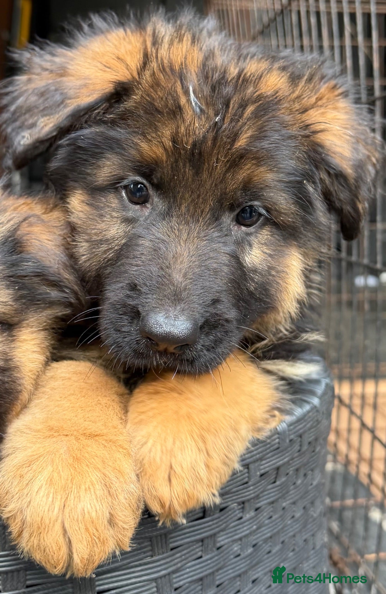 German Shepherd dogs German Shepard puppies  - Advert 1