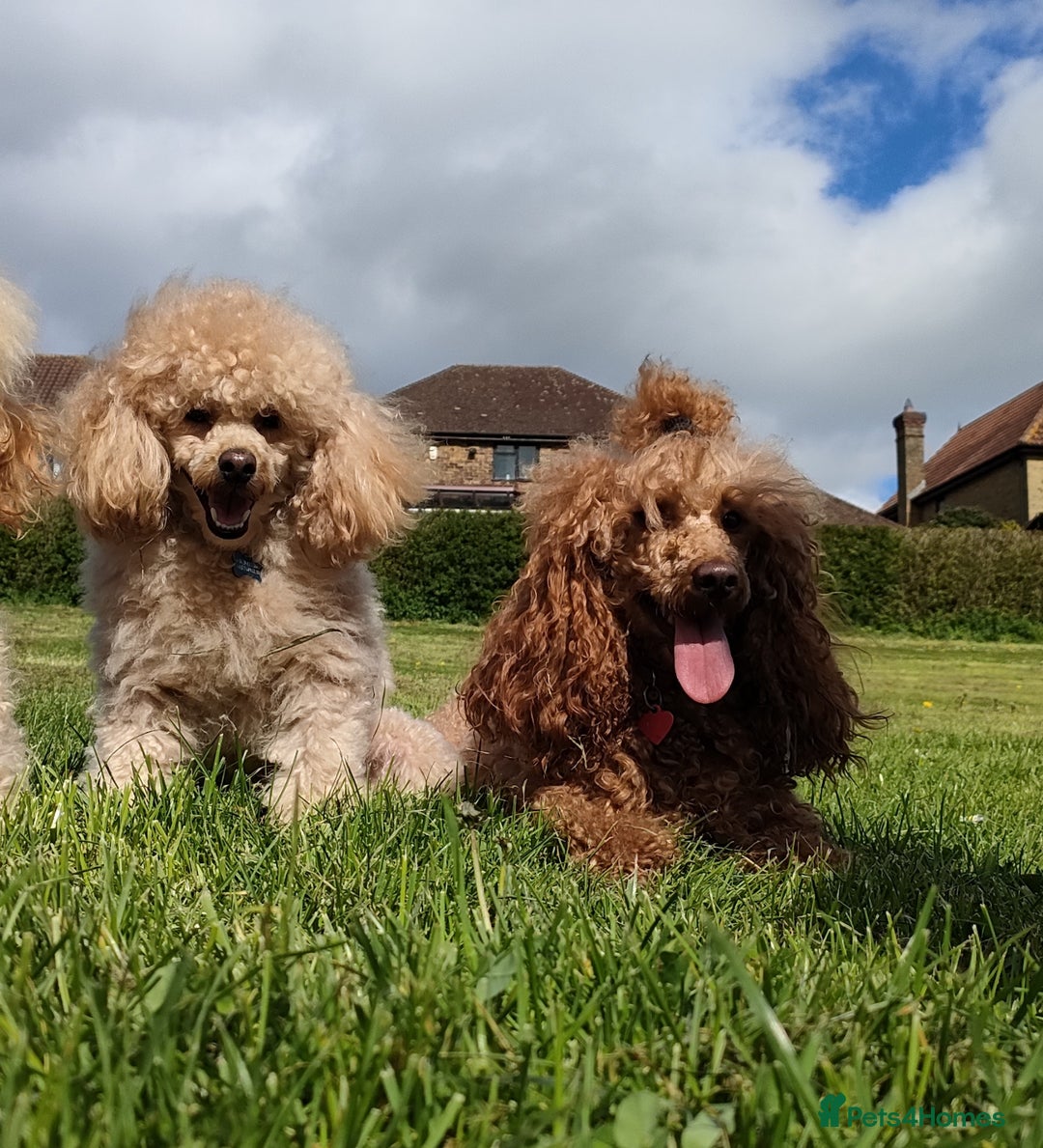 Miniature Poodle dogs for sale: ✨ Miniature Poodle Puppies for Reservation! ✨   - Image 5