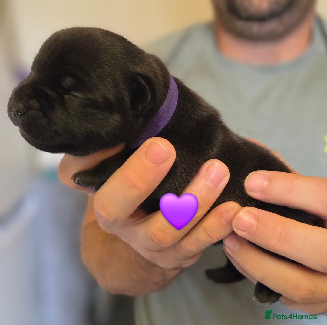 Staffordshire Bull Terrier dogs for sale: Beautiful Staffy Puppies (Blue and Black) - Image 14