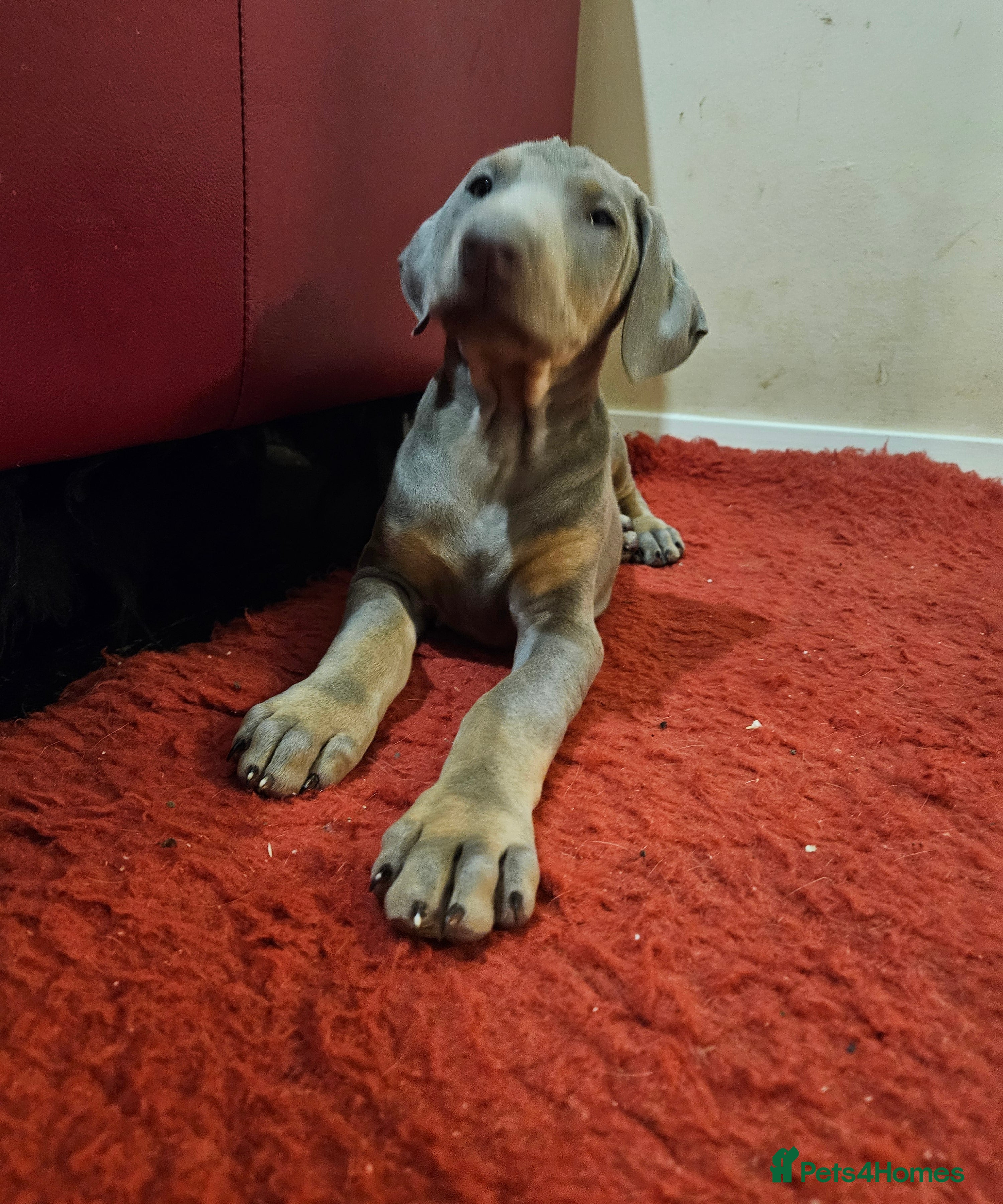 Dobermann dogs Stunning Female Ready for Lifelong Home  - Advert 2