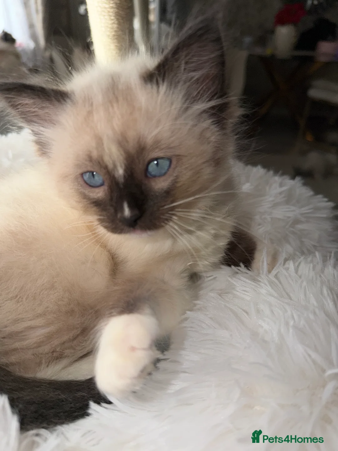 Ragdoll cats for sale: pure ragdoll - Advert 5